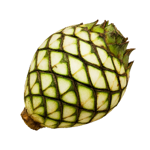 AgaveHeart